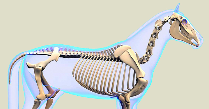 chiropractic