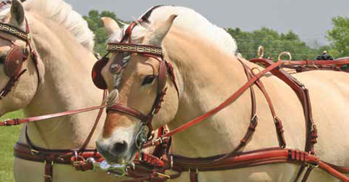 customharness