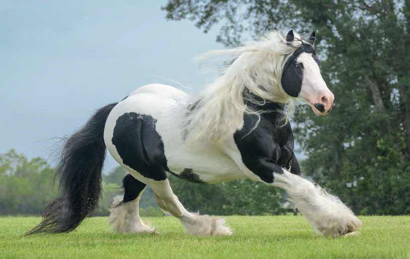 gypsyvanner