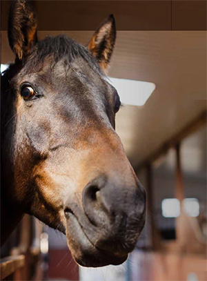 horsehead